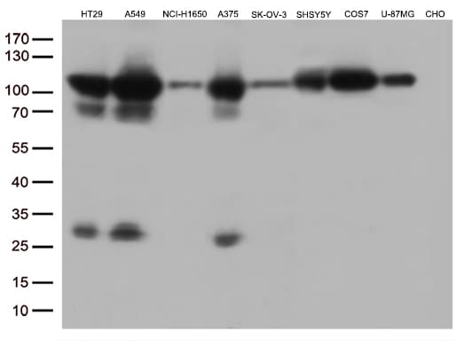GTF3C4 Antibody (aa583-822, clone OTI4A1)