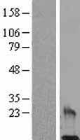 RETN / Resistin Protein (Over-Expression Lysate Myc-DDK (Flag))