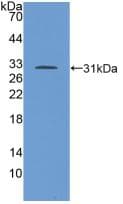 TGFBR1 / ALK5 Antibody (aa162-403, HRP)
