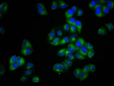 Polyclonal Rabbit anti-Human MCTP2 Antibody (IHC, IF)