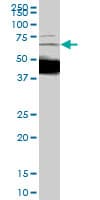 Monoclonal Mouse anti-Human SMIF / DCP1A Antibody (clone 2D12, WB)