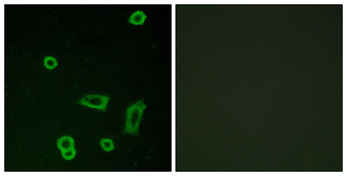Polyclonal Rabbit anti-Human GPR50 Antibody (IF)