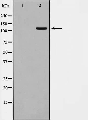 KSR2 Antibody
