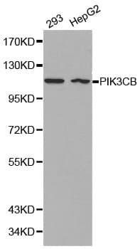 PIK3CB / PI3K Beta Antibody