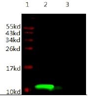 IGF1 Antibody (clone 3H12-F10-G8, Preservative Free)