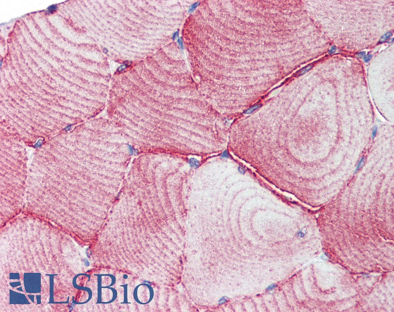 TEAD1 Antibody (C-Terminus)