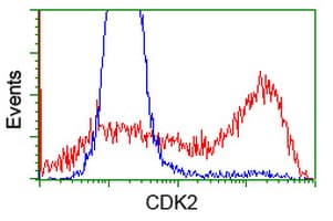 CDK2 Antibody (clone OTI4B4)