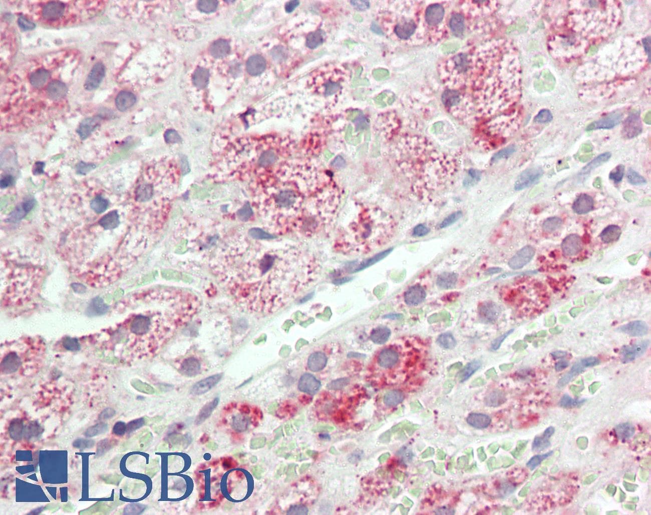 IHC-plus™ VCAM1 / CD106 Antibody (aa349-362)