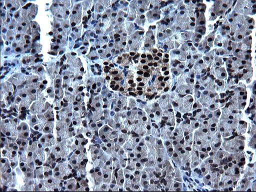 ZFAND3 / TEX27 Antibody (clone OTI1H10)