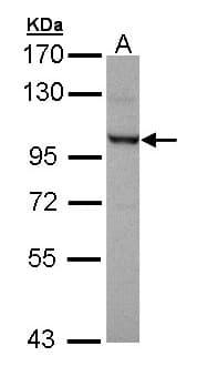 OFD1 Antibody (aa136-417)