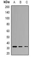 Polyclonal Rabbit anti-Human TPSAB1 / Mast Cell Tryptase Antibody (IF, WB)