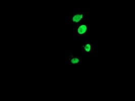 FOXI1 Antibody (clone OTI2G7)