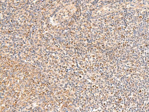 MRPL16 Antibody
