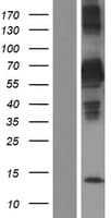 SCHIP1 Protein (Over-Expression Lysate Myc-DDK (Flag))