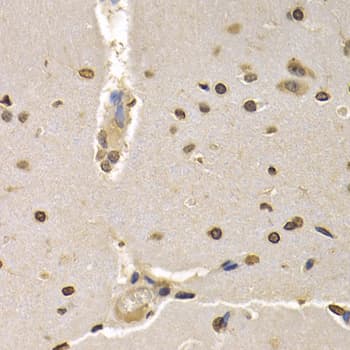 Polyclonal Rabbit anti-Human Histone H4 Antibody (IHC, IF, WB)
