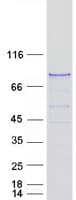 Human OSBPL10 Protein (Recombinant Myc-DDK (Flag))