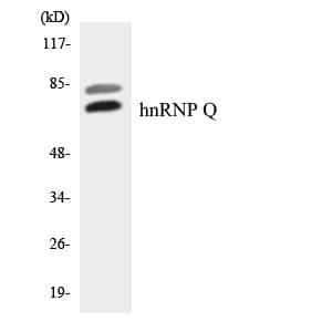 Polyclonal Rabbit anti-Human SYNCRIP / HnRNP Q Antibody (aa219-268, WB)