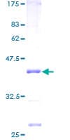 Human MRPL51 Protein (Recombinant GST)