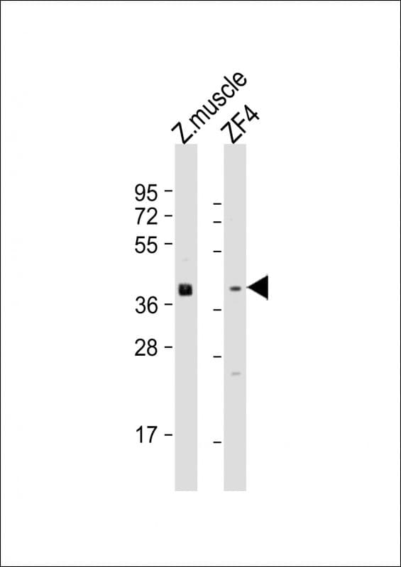 Polyclonal Rabbit anti-Zebrafish WNT8A Antibody (aa135-170, WB)