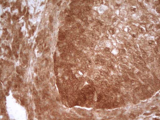 PRMT5 Antibody (aa238-499, clone OTI2C12)