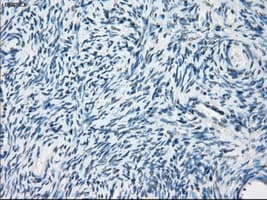 PDE10A Antibody (clone OTI1C9)