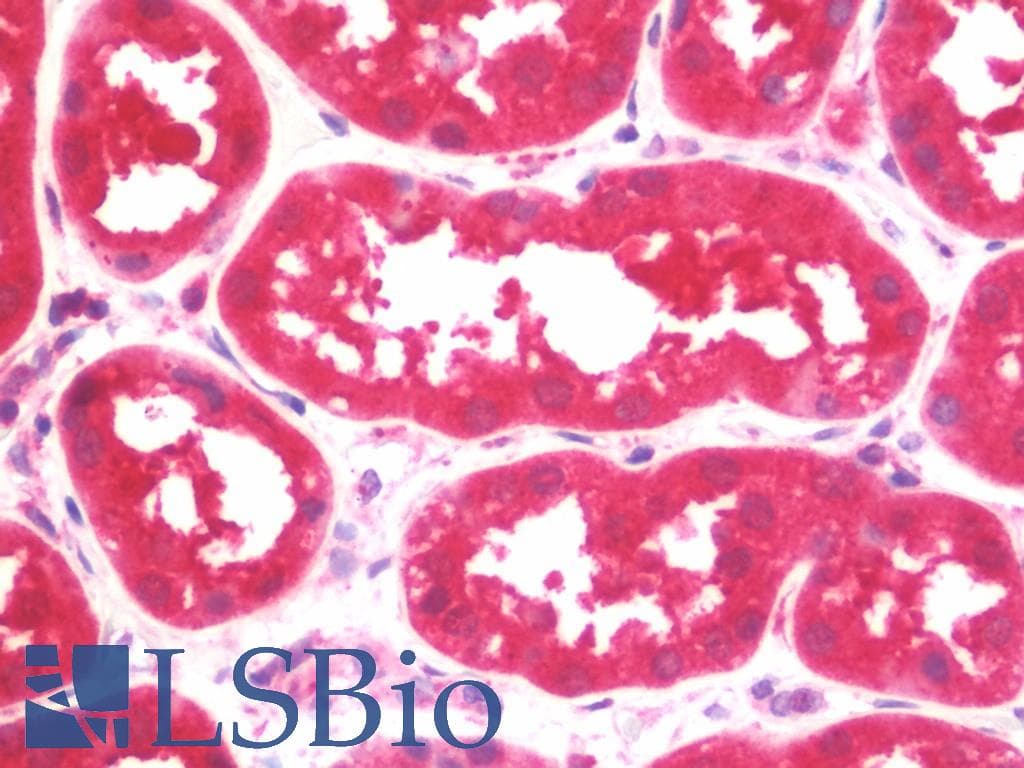 IHC-plus™ USP51 Antibody (aa278-307)
