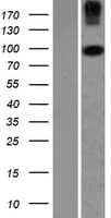COPG2 Protein (Over-Expression Lysate Myc-DDK (Flag))