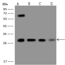 HSPB1 / HSP27 Antibody (Preservative Free)