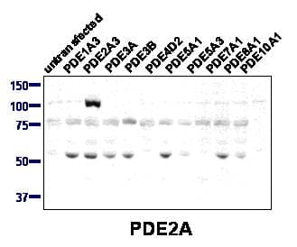 PDE2A Antibody (C-Terminus)