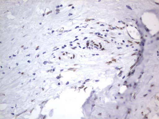 RBFOX1 / A2BP1 Antibody (aa1-210, clone OTI4F9)