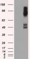 BRAF / B-Raf Antibody (clone OTI1D4)