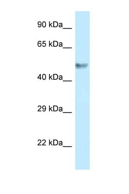 BZW1 / BZAP45 Antibody (C-Terminus)