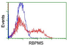 RBPMS / Hermes Antibody (clone OTI2C3)