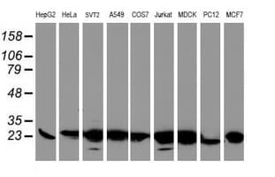 VBP1 Antibody (clone OTI2B12)