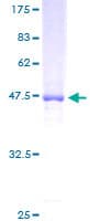 Human NSG1 Protein (Recombinant GST)