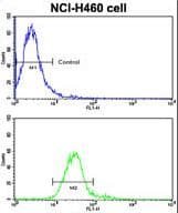 ROR1 Antibody (aa32-62)