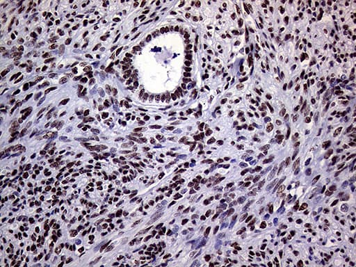 RING1 Antibody (aa88-362, clone OTI3G7)