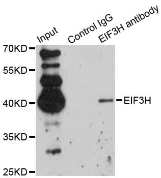 Polyclonal Rabbit anti-Human EIF3H / EIF3S3 Antibody (IHC, IF, WB)