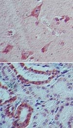IL22 Antibody (clone 8F11E2)