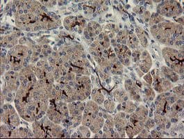 SNAI2 / SLUG Antibody (clone OTI2B11)