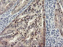 PSMA4 Antibody (clone OTI1H10)