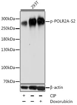 POLR2A / RNA polymerase II Antibody (phospho-Ser2)