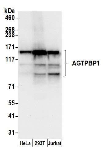 Polyclonal Rabbit anti-Human NNA1 / AGTPBP1 Antibody (aa1176-1226, WB)