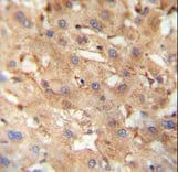 NEU4 Antibody (aa423-452)