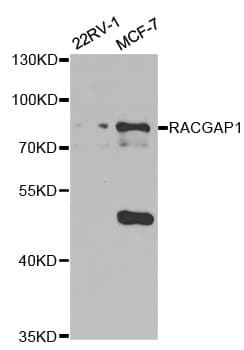 Polyclonal Rabbit anti-Human RACGAP1 / MGCRACGAP Antibody (IHC, IF, WB)