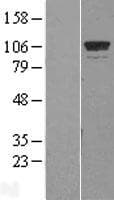 GTF3C2 Protein (Over-Expression Lysate Myc-DDK (Flag))