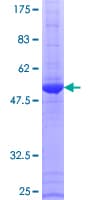 Human ERAS Protein (Recombinant GST)