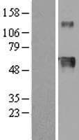 Human HPX / Hemopexin Protein (Over-Expression Lysate Myc-DDK (Flag))