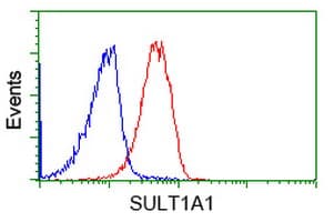 Monoclonal Mouse anti-Human SULT1A1 / Sulfotransferase 1A1 Antibody (clone OTI8B8, IHC, WB)
