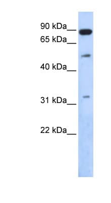 SENP5 Antibody (aa503-552)